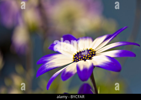 Pflanze-Porträt von Senetti Blume Stockfoto