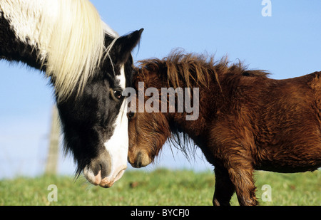 Gypsy Vanner Pferd und Mini-Shetland-Pony (Equus Ferus Caballus), ein Hengst und ein Kopf an Kopf Wallach. Stockfoto