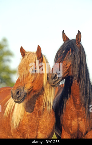 Mangalarga Marchador und isländische Pferd (Equus Ferus Caballus), Porträts. Stockfoto