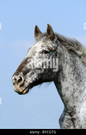 Noriker Pferd (Equus Ferus Caballus), Portrait einer Stute. Stockfoto