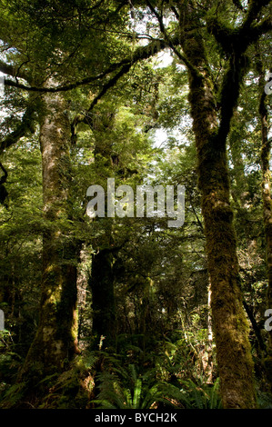 Die Te Urewera Nationalpark entstand Runde eins der letzten verbleibenden im Landesinneren Berg Regenwälder in Neuseeland Stockfoto