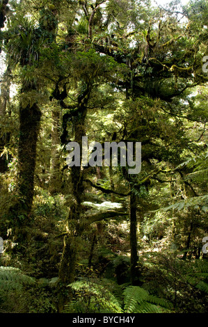 Die Te Urewera Nationalpark entstand Runde eins der letzten verbleibenden im Landesinneren Berg Regenwälder in Neuseeland Stockfoto