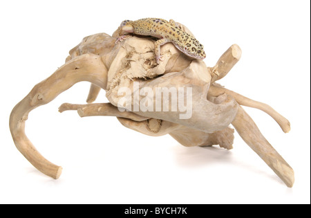 Leopard Gecko Eublepharis Macularius Portrait im studio Stockfoto