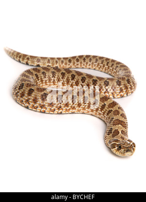 Western Schwein-gerochene Schlange Heterodon Nasicus Portrait im studio Stockfoto