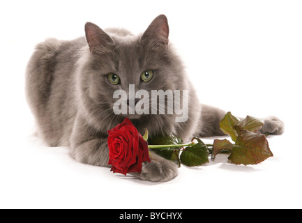 Katze mit rose Portrait im studio Stockfoto