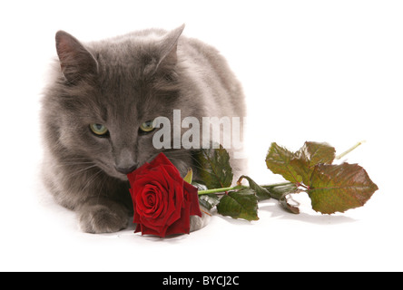 Katze mit rose Portraitstudio Stockfoto