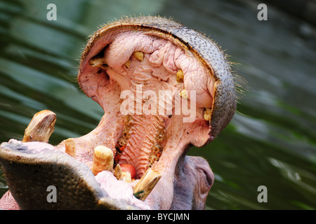 Nilpferd amphibische seinen Mund zu öffnen, in Nahaufnahme Stockfoto