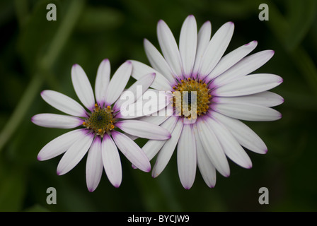 Ein paar verschiedene Größen Kap Gänseblümchen auf einem grünen Rasen-Hintergrund. Stockfoto