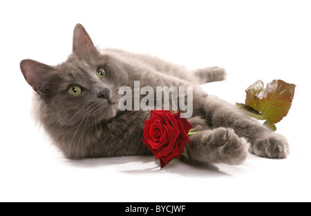 Katze mit rose Portrait im studio Stockfoto