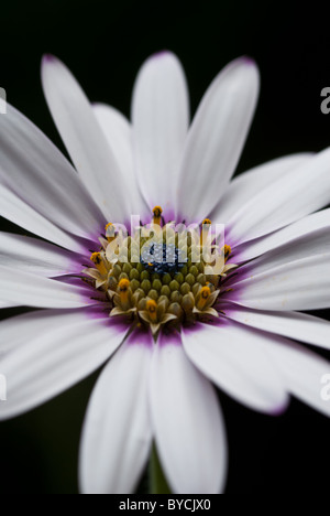 Eine lila, weiß und gelb Cape Daisy Blume in voller Blüte vor schwarzem Hintergrund Stockfoto