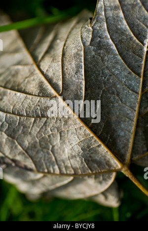 Ein Blatt auf dem Rasen liegend Stockfoto