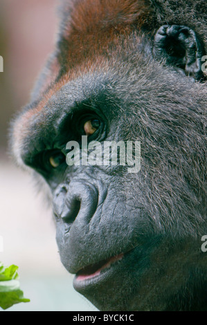 Silverback Gorilla hautnah mit Blickkontakt. Stockfoto