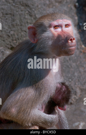 Weibliche Papio Hamadryas baboon Ihr Baby tragen. Stockfoto