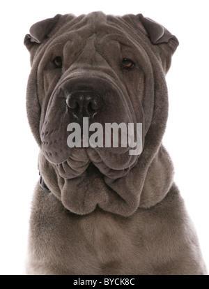 Blau Shar-pei Hund Studioportrait Kopfschuss Studio Stockfoto