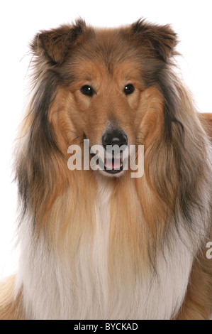 Rough Collie Hund Kopf Schuss Portraitstudio Stockfoto