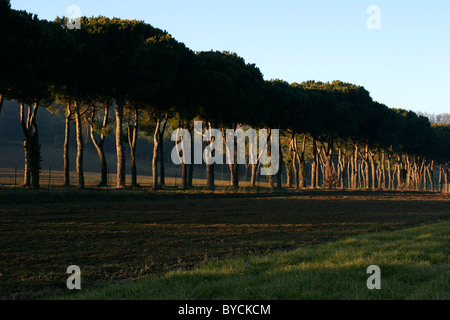 Eine Reihe Bäume in der italienischen Landschaft bei Turin Stockfoto