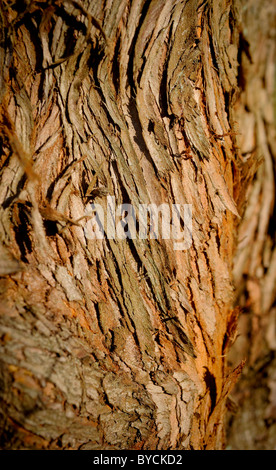 Die Rinde von einem Dawn Redwood-Baum wächst in East Sussex, UK. Stockfoto