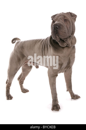 Blau Shar-pei Hund Studioportrait Standing Studio Stockfoto