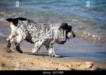 Cocker Spaniel ins Wasser Stockfoto