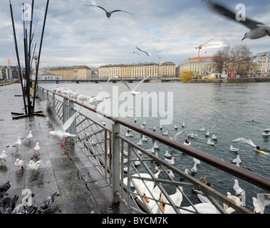 Die Stadt Genf Uferpromenade am Genfer See der Schweiz. Stockfoto