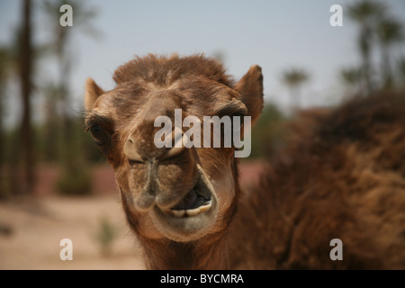 Ein Kamel in der Palmeraie, Marrakesch, Marokko, Nordafrika Stockfoto