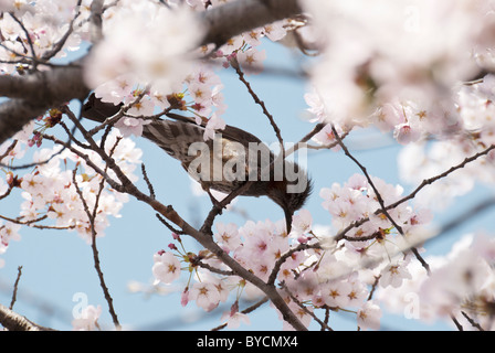 Japanische Feldlerche in einem blühenden Sakura Kirsche Baum im Frühjahr in Japan. Stockfoto