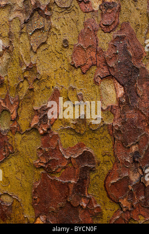 Die nassen Rinde von einer Londoner Platane (Platanus × Acerifolia). Stockfoto