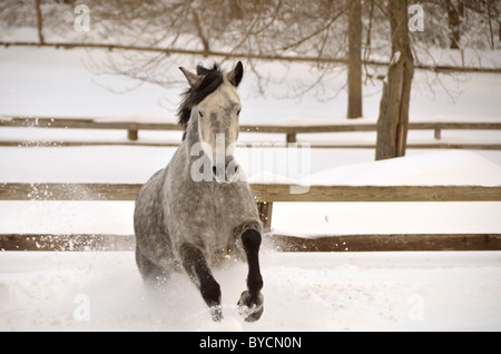 Friesische cross arabischen laufen im Schnee Stockfoto