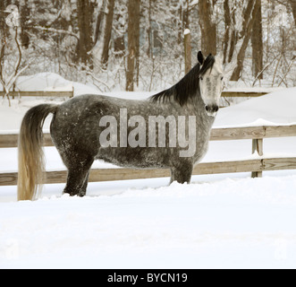 Friesische cross arabischen stehen im Tiefschnee Stockfoto