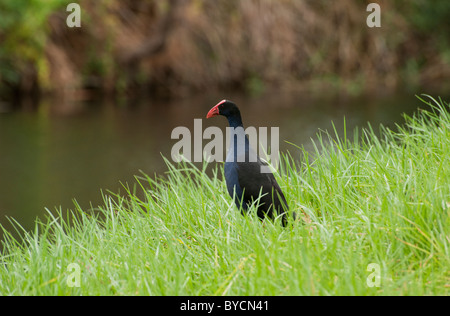 Altrosa Teichhuhn (Gallinula Tenebrosa) an den Ufern des River Torrens, Adelaide, South Australia Stockfoto