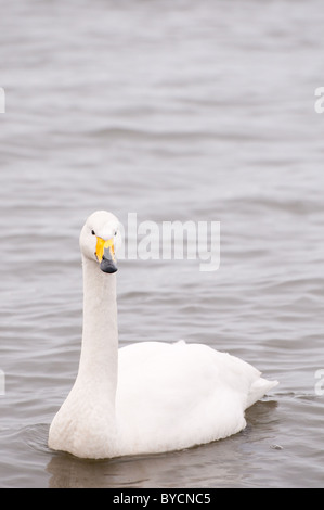 Bewick Schwan (Cygnus Columbianus Antaidae) Stockfoto