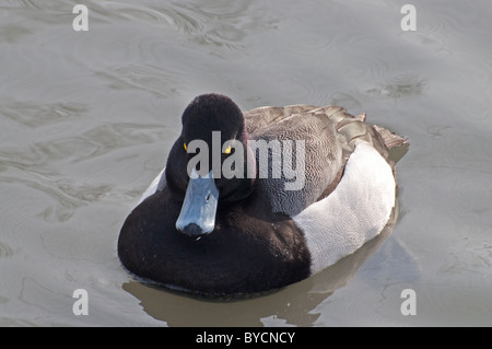 Nahaufnahme einer männlichen Lesser Scaup Ente. Stockfoto