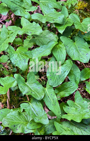 Lila gefleckte Pfeilspitze Blätter des Lords und Ladies oder Cuckoo Pint Arum Maculatum Stockfoto