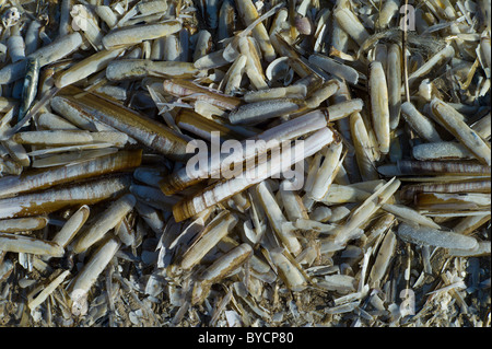 Rasierer Muscheln auf Llangennith Strand, Gower, Swansea Stockfoto