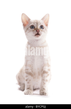 Blue eyed Schnee entdeckt Bengal sitzen Portrait Studio Stockfoto