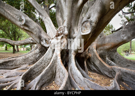 Wurzeln und mehrfachen Stämmen eines Feigenbaums Moreton Bay im Kings Park in Perth Western Australia zu stützen Stockfoto