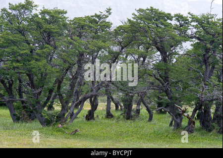 Buche (Nothofagus Antarctica) Holz El Chaltén Santa Cruz Provinz Patagonien Argentinien Südamerika Stockfoto