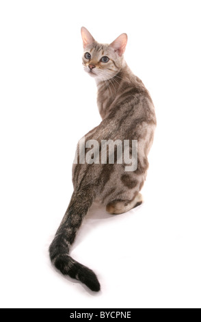 Blue eyed Schnee marmoriert Bengalkatze Erwachsenen sitzen Portrait Studio Stockfoto