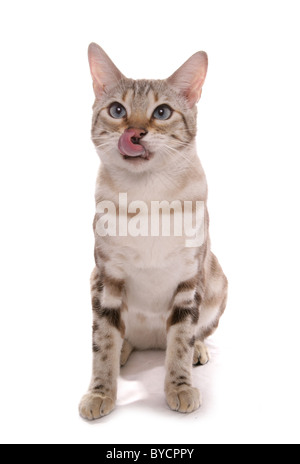 Blue eyed Schnee marmoriert Bengalkatze Erwachsenen sitzen Portrait Studio Stockfoto