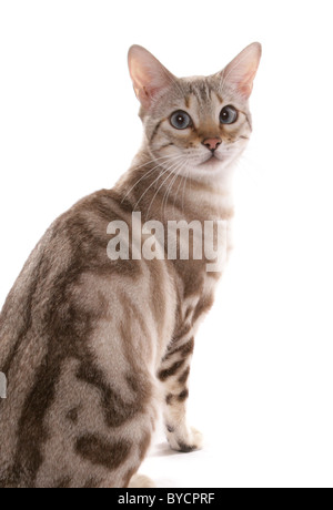 Blue eyed Schnee marmoriert Bengalkatze Erwachsenen sitzen Portrait Studio Stockfoto