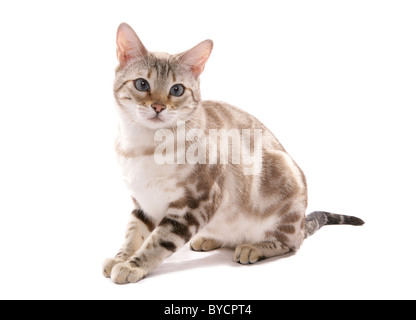 Blue eyed Schnee marmoriert Bengalkatze Erwachsenen sitzen Portrait Studio Stockfoto