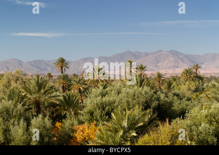 Blick auf den Hohen Atlas und die skoura Oasis Palm Tree Grove von kasbah Ben moro Marokko Stockfoto