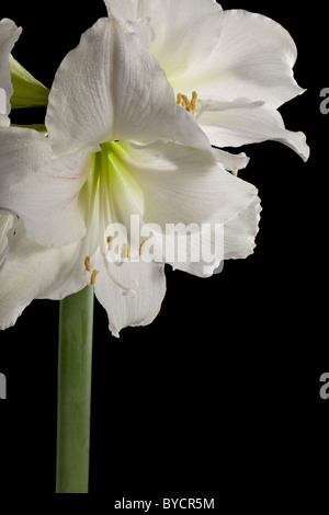 "Intokasie "Hippeastrum, Amaryllis (Hippeastrum x hortorum) Stockfoto