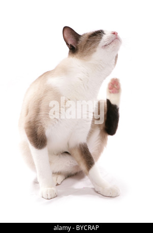 Schneeschuh Erwachsene Katze sitzen kratzen Portrait Studio Stockfoto