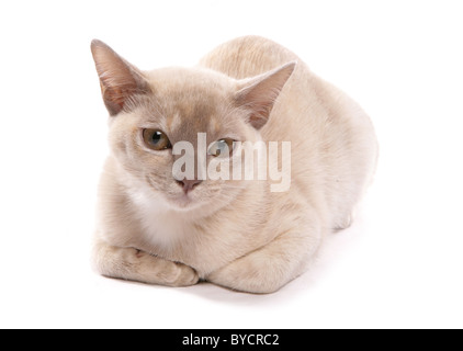 Asiatische Creme Erwachsene Katze Verlegung Portrait Studio Stockfoto