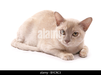 Asiatische Creme Erwachsene Katze Verlegung Portrait Studio Stockfoto