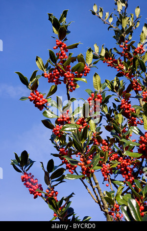 Stechpalme Ilex Aquifolium Heavy mit Beeren im Frühherbst Stockfoto