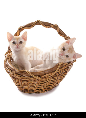 Burmesische rote und cremefarbene Kätzchen in einem Korb Studio Stockfoto