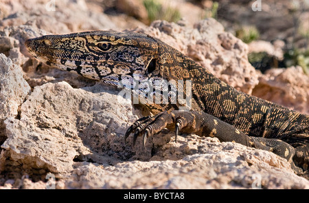 Perentie oder Goanna Varanus Giganteus die größte Waran in Australien und der drittgrößte auf der Erde Stockfoto