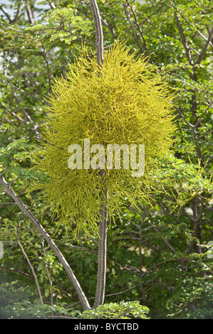 Farolito Chino falsche Mistel (Misodendrum Punctulatum) wächst an Lenga (Nothofagus Pumilio) Baum nördlich von El Calafate, Argentinien Stockfoto